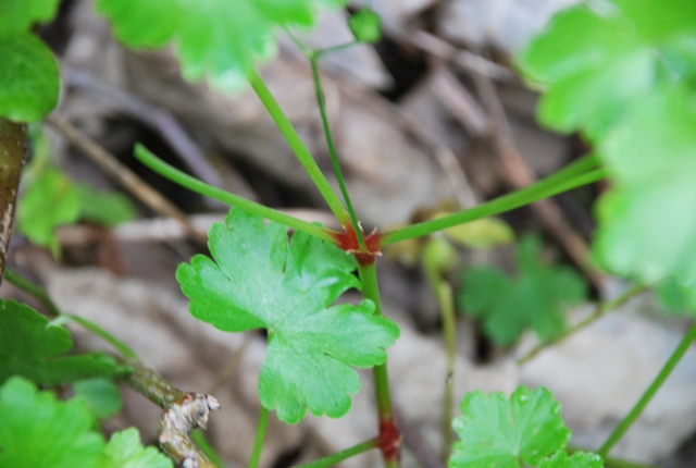 Geranium lucidum